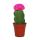 Gymnocalycium mihanovichii - fraise cactus - rose - pot de 5,5 cm