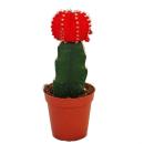 Gymnocalycium mihanovichii - cactus fraise - rouge - pot...