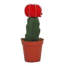 Gymnocalycium mihanovichii - strawberry cactus - red -...