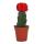 Gymnocalycium mihanovichii - cactus fraise - rouge - pot de 5,5 cm
