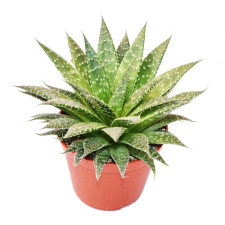 Aloe arristata - gro&szlig;e Pflanze im 12cm Topf