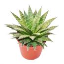 Aloe arristata - gro&szlig;e Pflanze im 12cm Topf