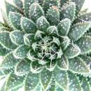 Aloe arristata - large plant in a 12cm pot