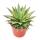 Aloe arristata - large plant in a 12cm pot
