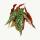 Polka-Dot Begonie - Forellenbegonie - Begonia maculata wightii