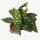 Polka-Dot Begonie - Forellenbegonie - Begonia maculata wightii