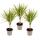 zweifarbiger Drachenbaum - Dracaena marginata Bicolor - Set mit 3 Pflanzen