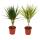 Set of 2 different dragon trees - Dracaena marginata + Dracaena marginata bicolor