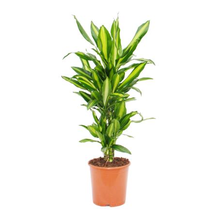 Breitblättriger Drachenbaum - Dracaena Cintho - ca. 110cm Gesamthöhe