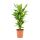 Broad-leaved dragon tree - Dracaena Cintho - approx. 110cm total height