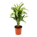 dragonnier ramifié - Dracaena deremensis...