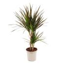 Dracaena marginata "Magenta" - 17cm pot - 2er Tuff