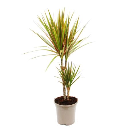 zweifarbiger Drachenbaum - Dracaena marginata Bicolor - 17cm - 2er Tuff