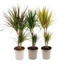 3er Set aus verschiedenene Drachenbäumen  - Dracaena marginata  - 17cm - 2er Tuff