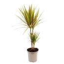 Lot de 3 dragons de différentes espèces - Dracaena marginata - 17cm - 2er Tuff