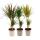 Set of 3 from different dragon trees - Dracaena marginata - 17cm - 2er Tuff