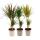 Set of 3 from different dragon trees - Dracaena marginata - 17cm - 2er Tuff