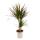 Set of 3 from different dragon trees - Dracaena marginata - 17cm - 2er Tuff