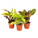 Set of 3 different Codiaeum plants, wonder shrub, 9cm