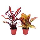 Set of 2 different Codiaeum plants, wonder shrub, 12cm