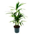 Kentia Palm, Howea forsteriana, 19cm, approx. 80cm high