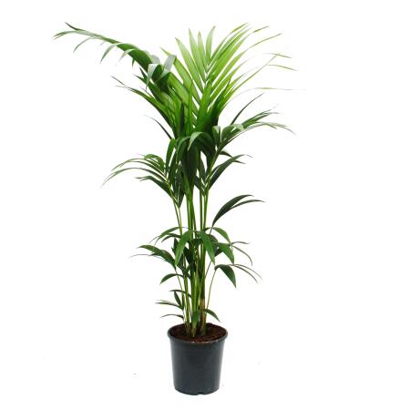 Kentia Palm, Howea forsteriana, 21cm, approx. 120cm high