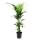 Kentia Palm, Howea forsteriana, 21cm, approx. 120cm high