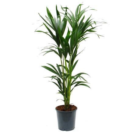 Kentia Palm, Howea forsteriana, 24cm, approx. 140cm high
