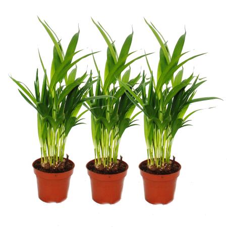 3er Set Goldfruchtpalme - Dypsis lutescens (Areca), 12cm