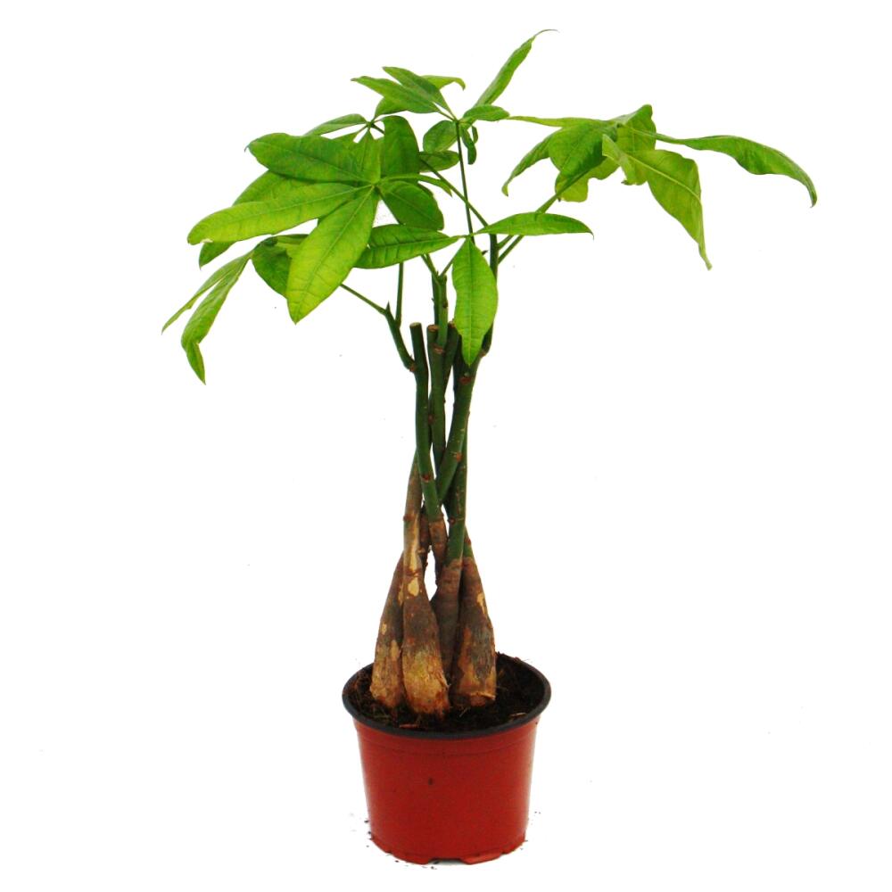 Pachira aquatica, Glckskastanie - 12cm Topf