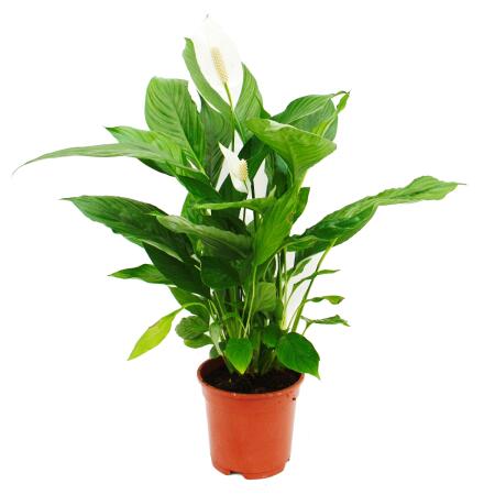 Spathiphyllum "Cupido", Einblatt - 17cm Topf