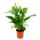 Spathiphyllum &quot;Cupido&quot;, single leaf - 17cm pot