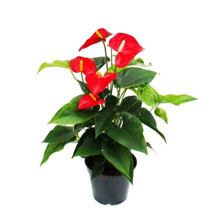 Red flowering flamingo flower, Anthurium anderanum, 17cm pot