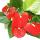 Red flowering flamingo flower, Anthurium anderanum, 17cm pot