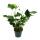 White flowering flamingo flower, Anthurium anderanum, 17cm pot