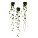 Ceropegia woodii, 3er Set, Leuchterblume