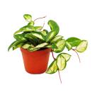 Zimmerpflanze h&auml;ngend - Hoya carnosa tricolor -...