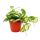 Zimmerpflanze h&auml;ngend - Hoya carnosa tricolor - Porzellanblume - Wachsblume 12cm