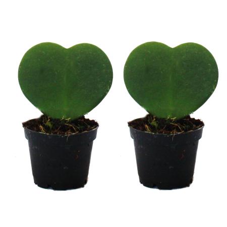 Set mit 2 Pflanzen Hoya kerii - Herzblatt-Pflanze, Herzpflanze oder Kleiner Liebling - im 6cm Topf