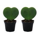 Set with 2 plants Hoya kerii - heart leaf plant, heart...