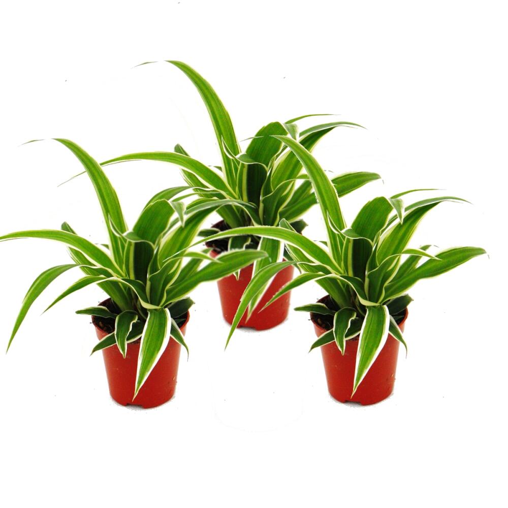 monstera bianca Monstera Deliciosa Variegata – Foliage Dreams main image 0