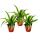 Chlorophytum Mini, Set of 3, Green Lily