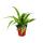 Chlorophytum Mini, Set of 3, Green Lily