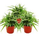Chlorophytum 12cm, set of 3, green lily