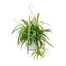 Chlorophytum, Grünlilie, Ampelpflanze 15cm Topf