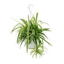 chlorophytum, green lily, traffic light plant