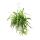 chlorophytum, lis vert, plante de feux de circulation