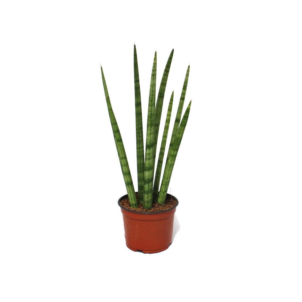 dracena lemon plant 2gal-12in Dracaena Lemon Lime Cane main image 0