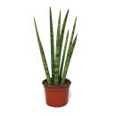 Sansevieria cylindrica - plante élégante...