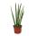 Sansevieria cylindrica - plante &eacute;l&eacute;gante dans un pot de 10,5cm